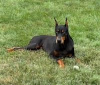 Leopold - ADOPTED