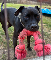 ZZ - Classified Ad - Charlie