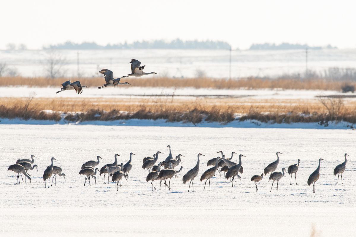 Plan your trip to see the sandhill cranes