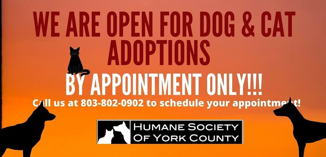 york humane society