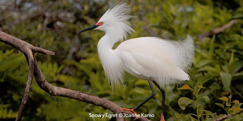 Snowy Egret