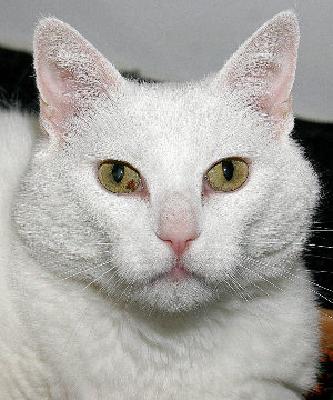 AMI