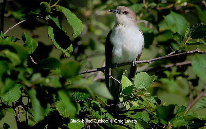 Black-billed Cuckoo