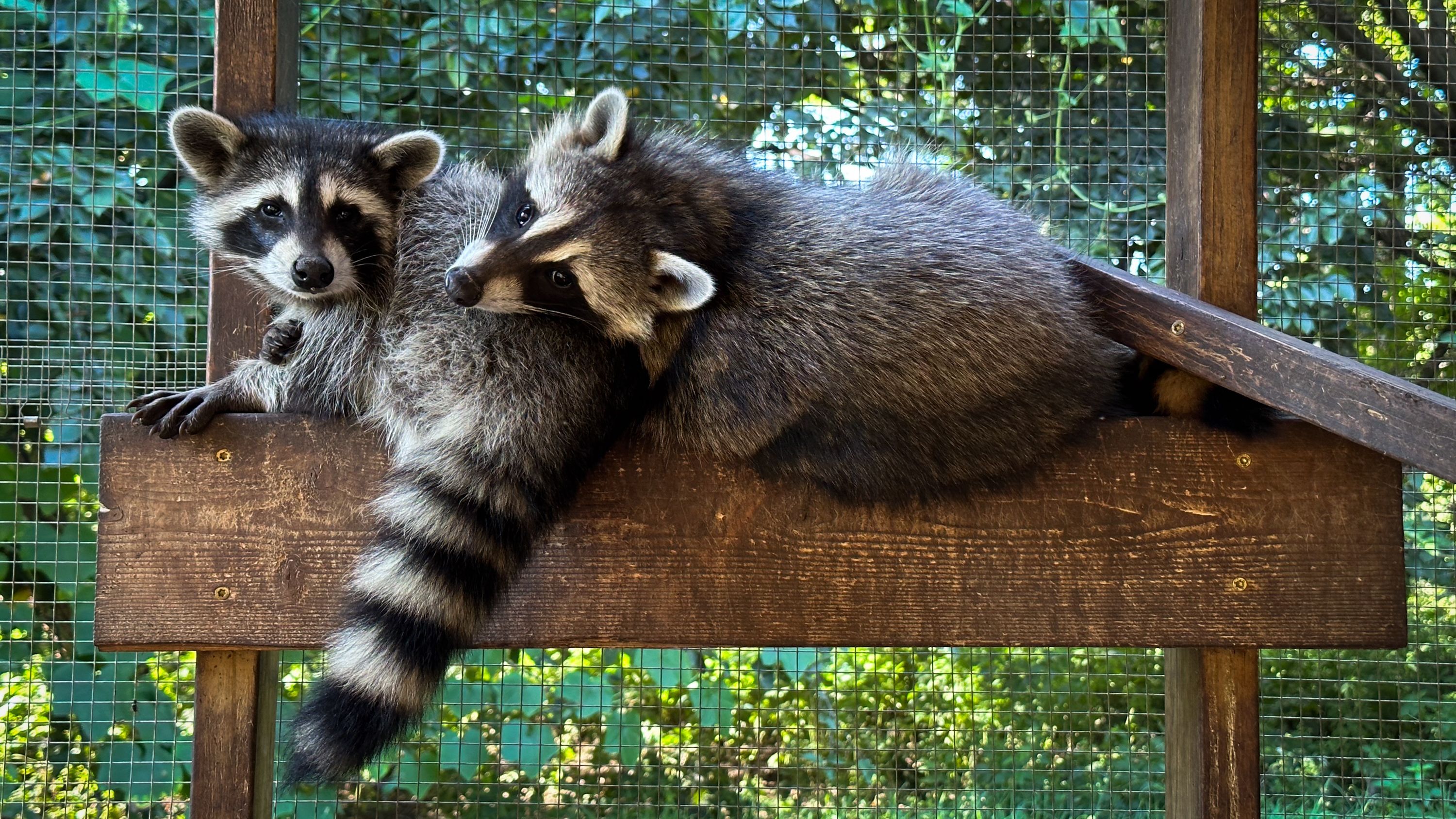 raccoons nebraska wildlife rehab