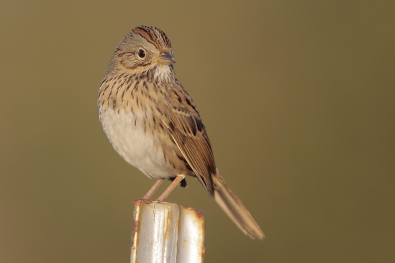 Lincoln's Sparrow | Bird Gallery | Houston Audubon