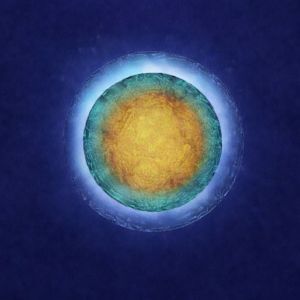 Charter for Compassion 2.0 Guidebook