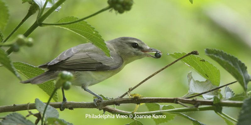 Philadelphia Vireo