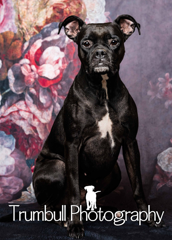 Raven - ADOPTED