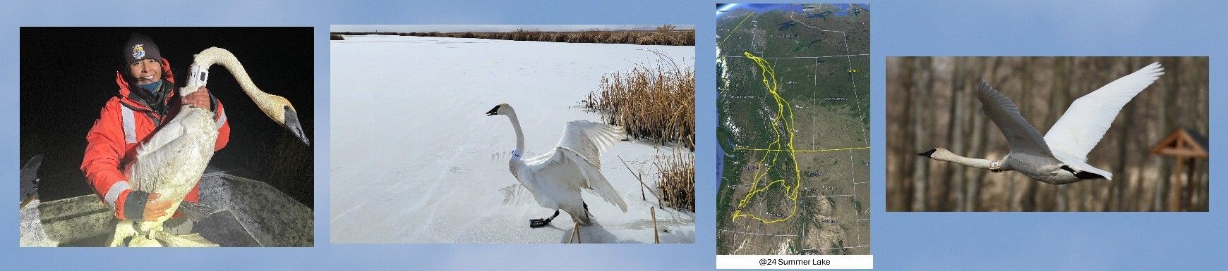 Oregon wintering swans received GPS tracking collars 