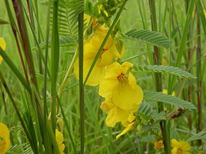 Partridge Pea