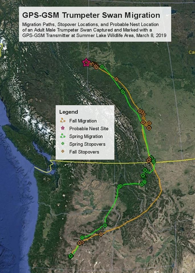 Travels of our GSM/GPS collared Oregon swan