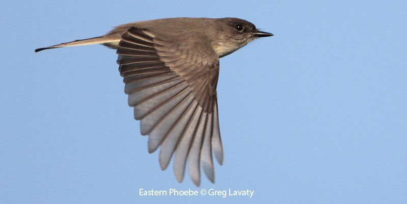 Eastern Phoebe