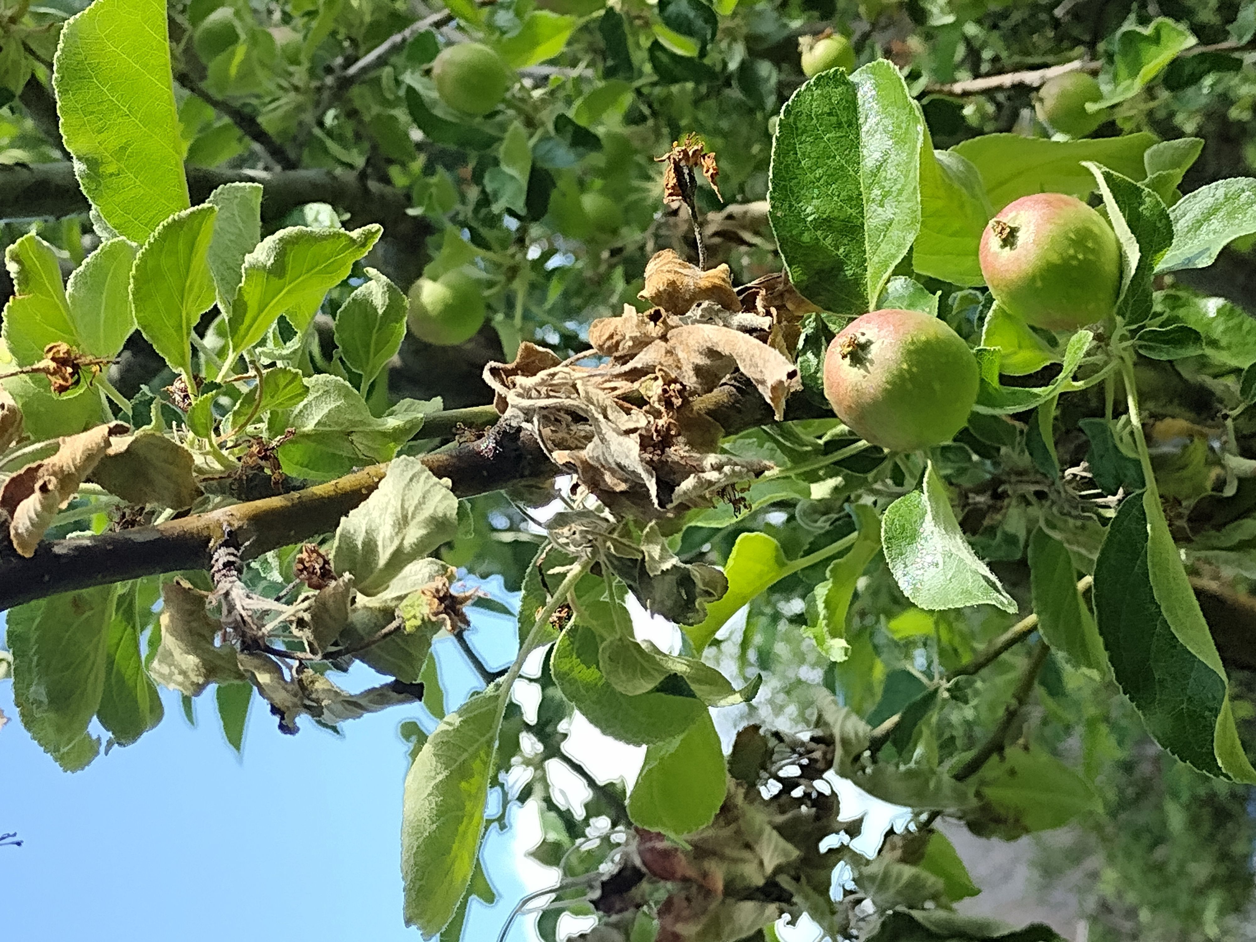 Missoula County Pest Alert Message June 16, 2026