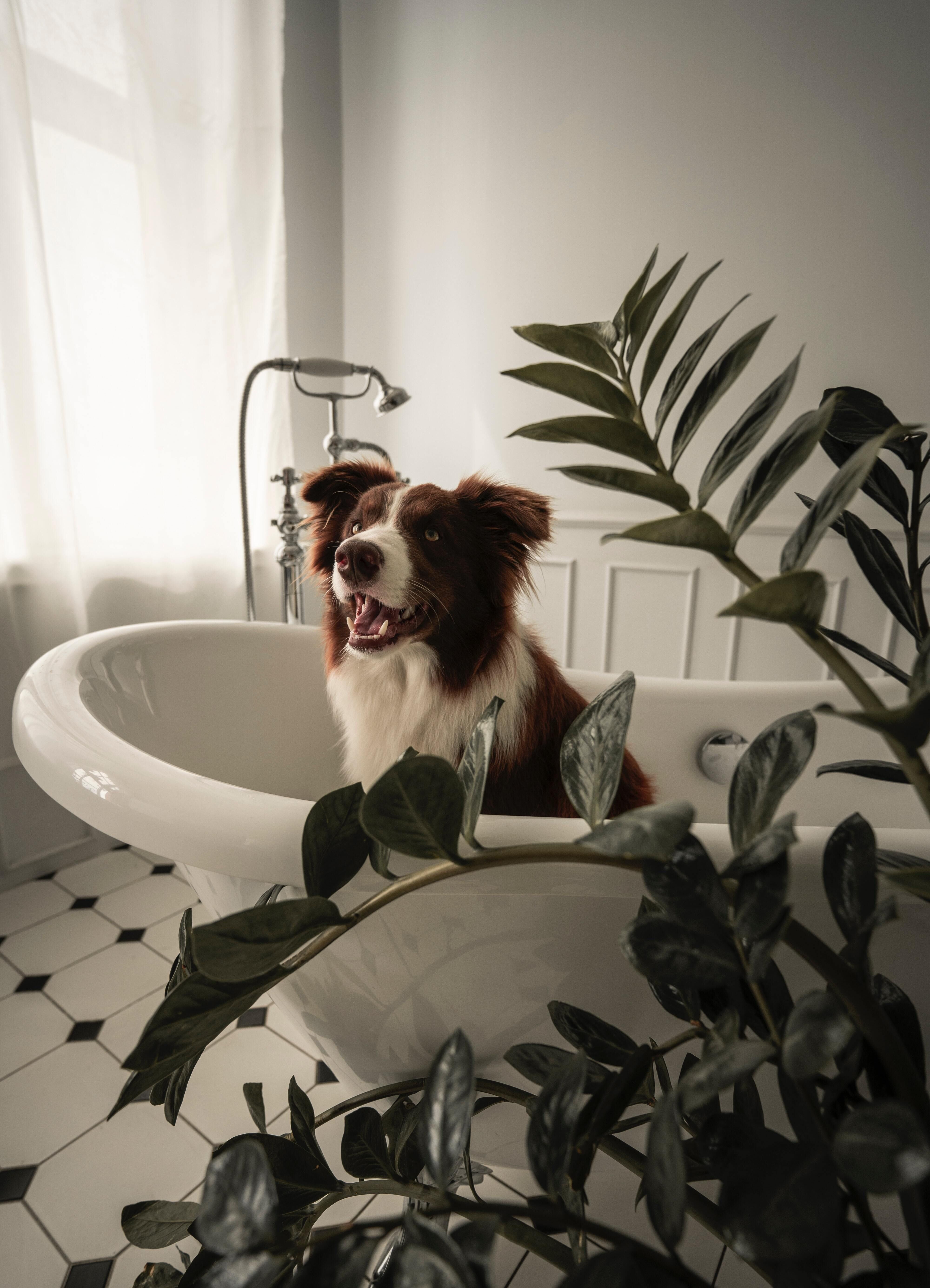 Top Tips for Creating the Perfect At-Home Doggie Spa Experience