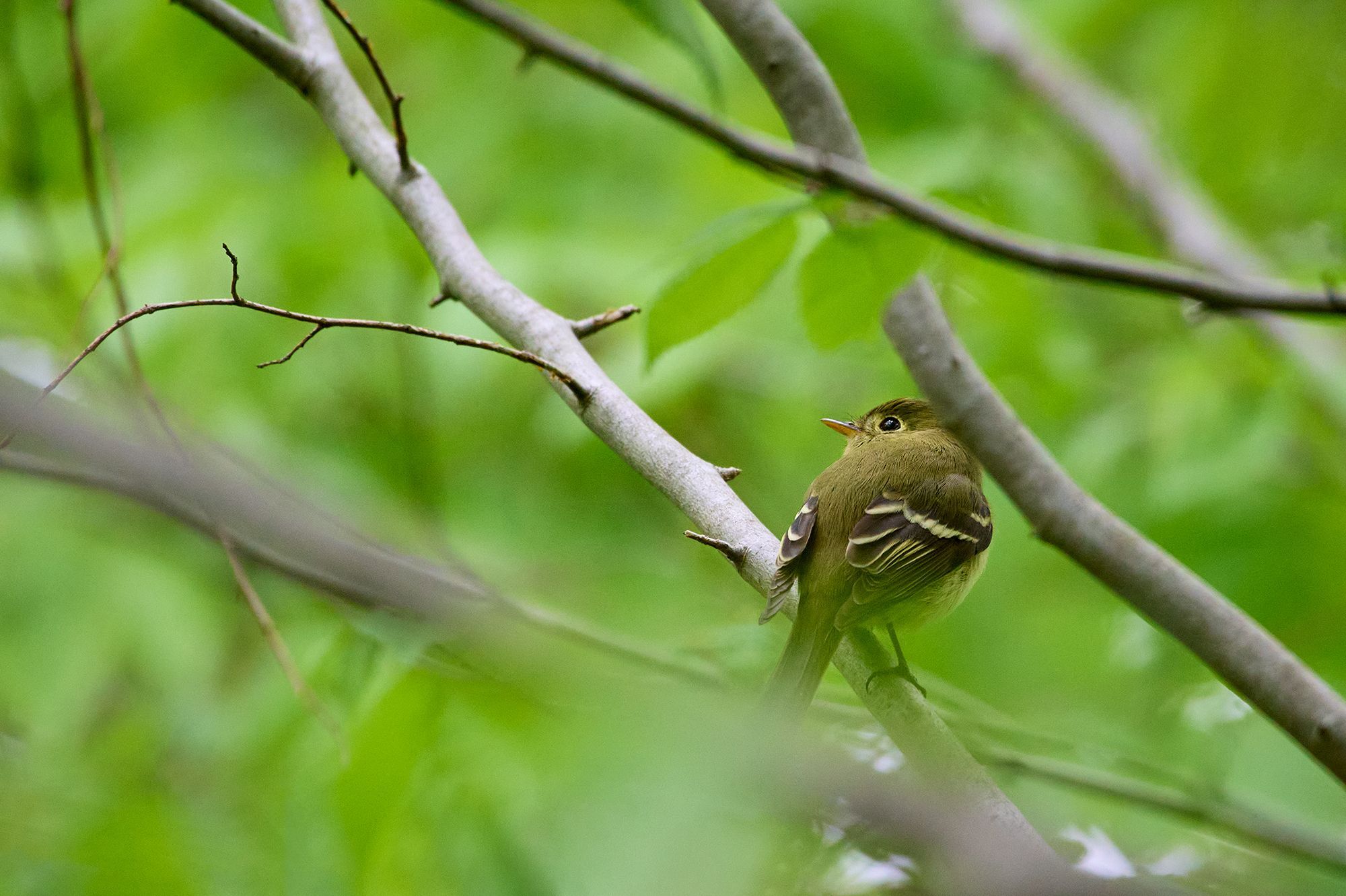 Yellow-bellied Flycatcher