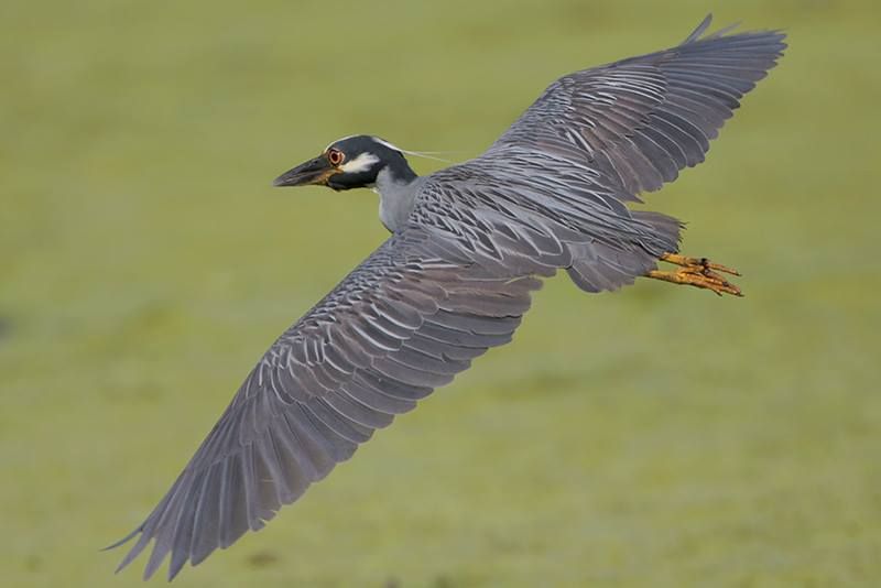 Yellow-crowned Night-Heron