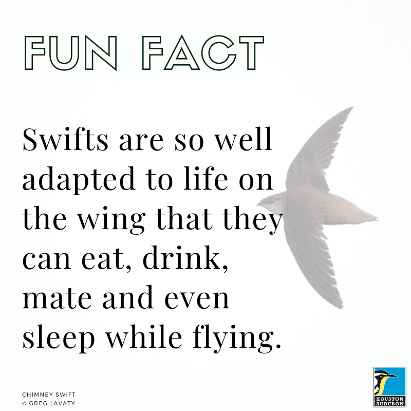 Chimney Swift fun fact