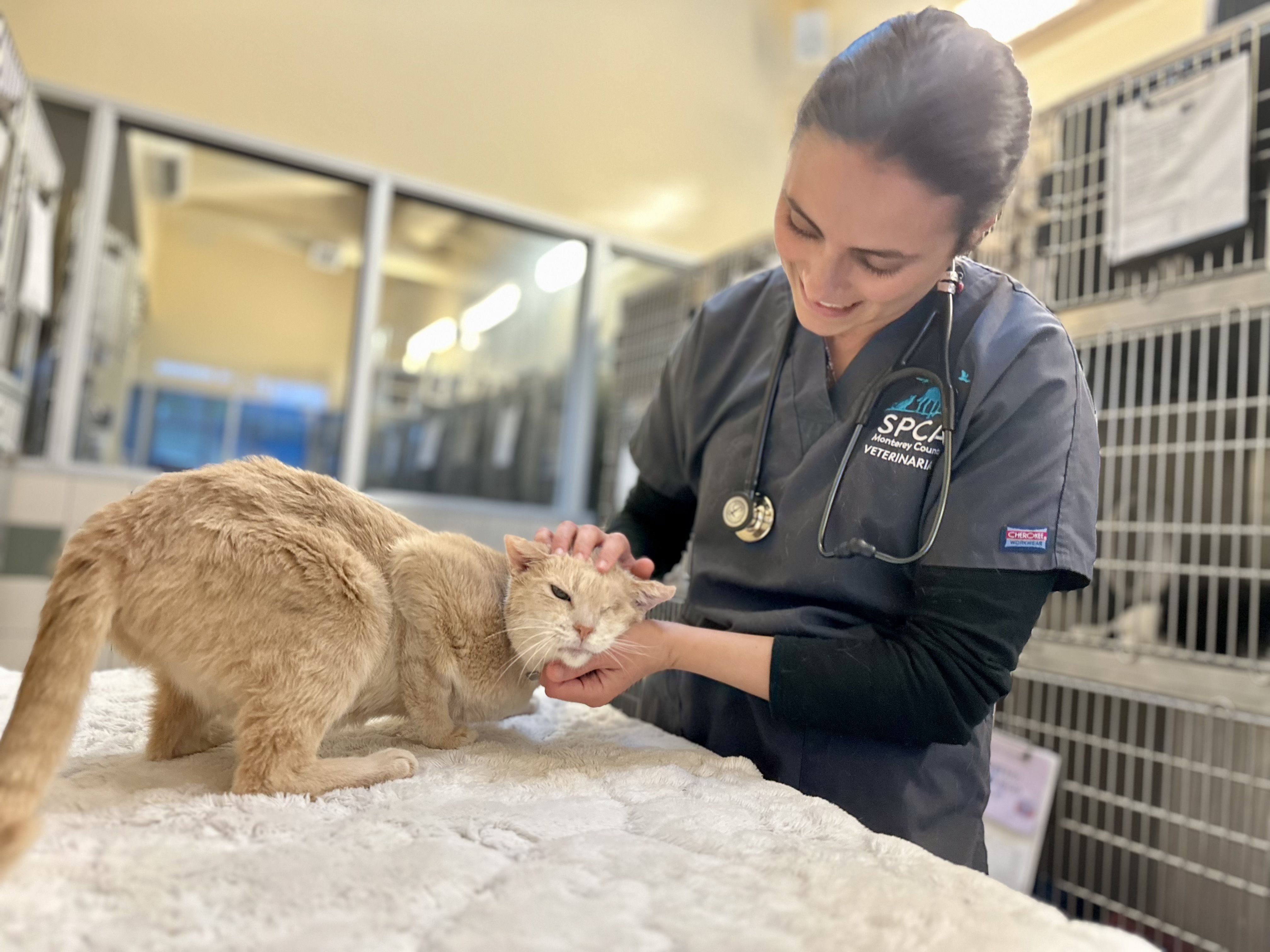 Your Veterinary Team