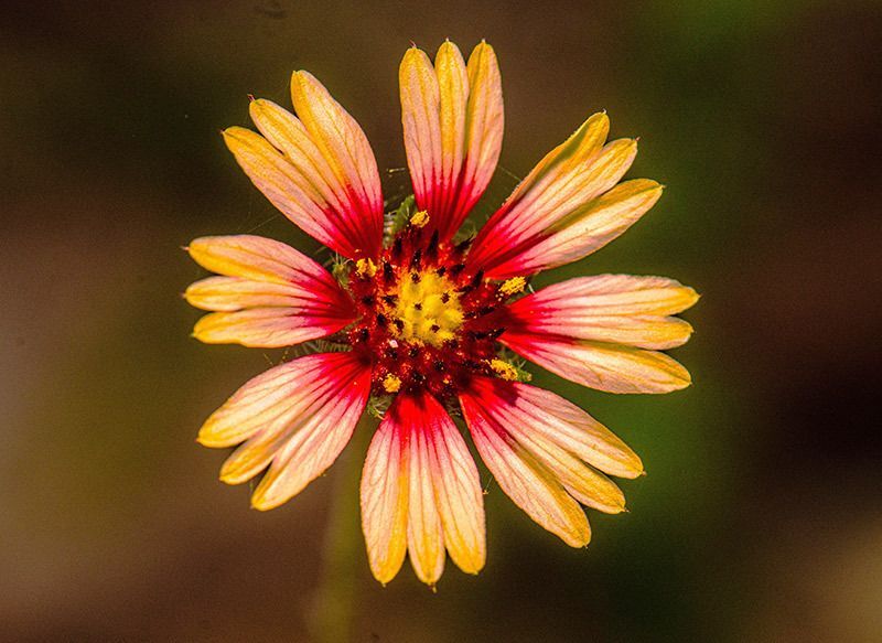 Lanceleaf Blanketflower