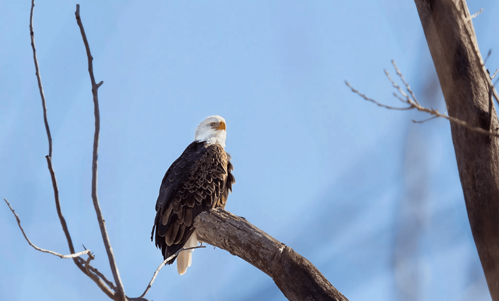 Attend Eagle Days at Loess Bluffs NWR