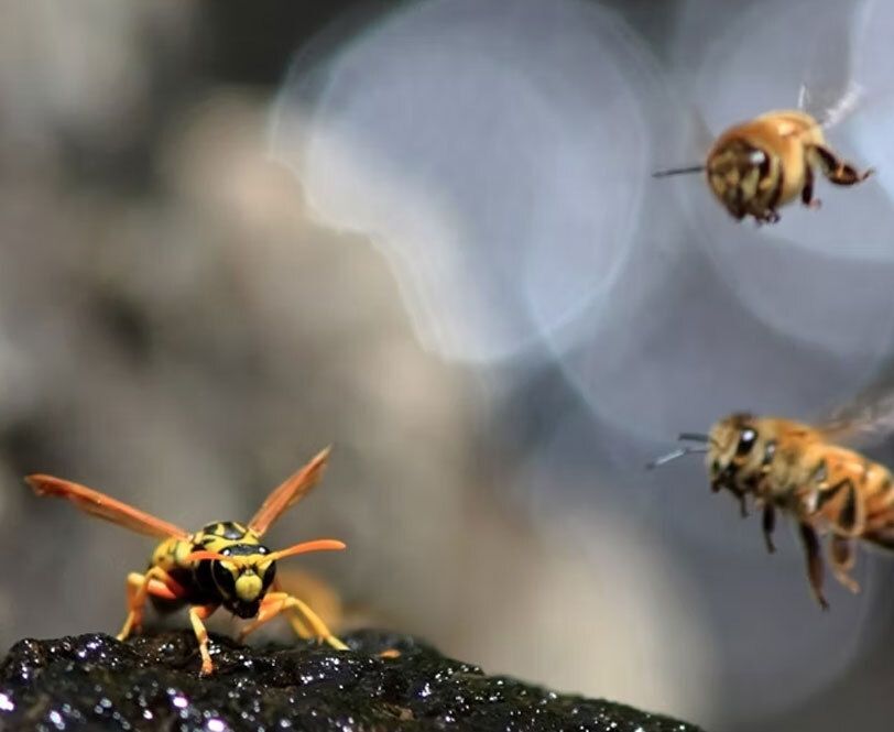 Remove: Stinging Insect Allergy Book