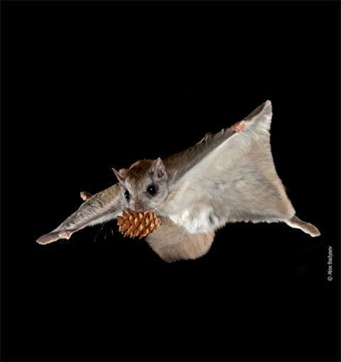 Flying Squirrels