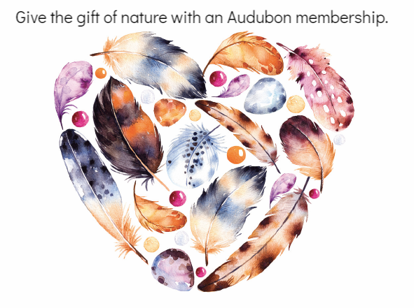 Audubon Membership