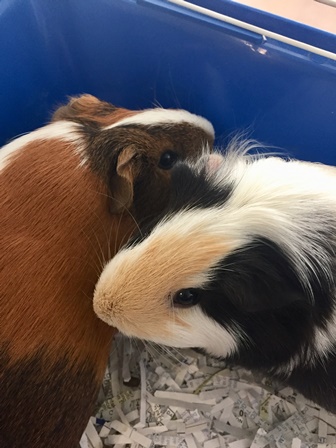 Gwen & Miss Piggy