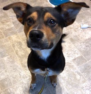 Buster - ADOPTED