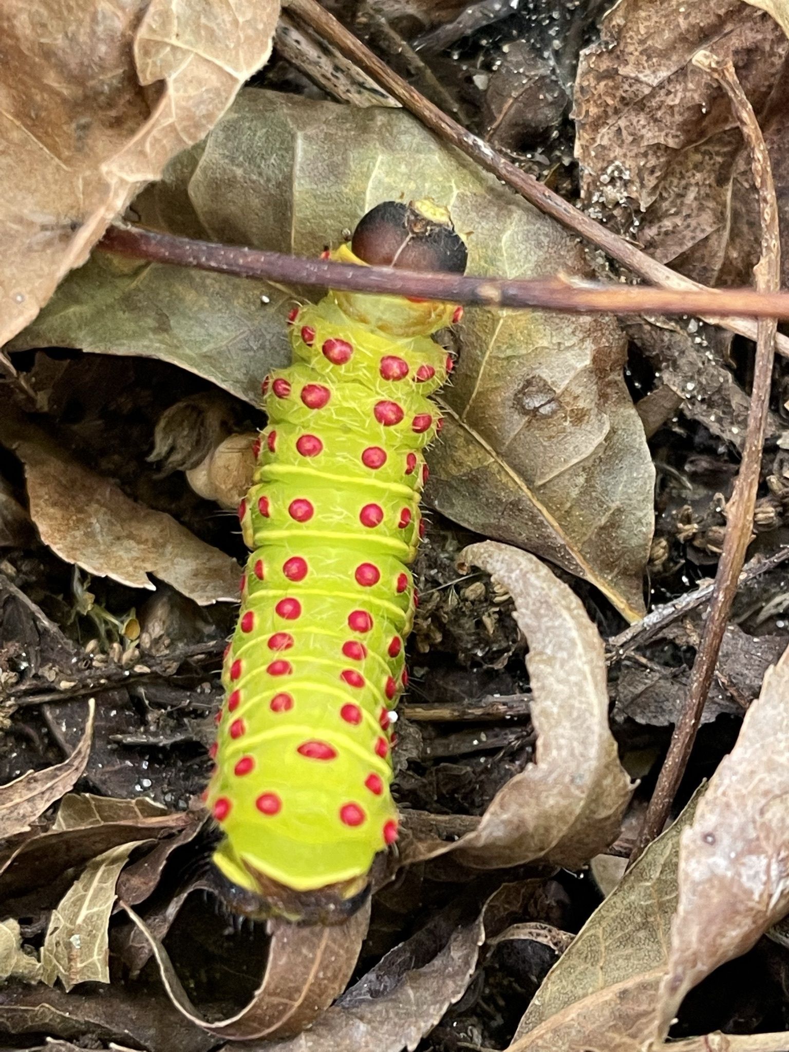 Texas Native Plant Sale, Nature education, NEd Talks, bird and plant walk and talks, Texas Master Naturalist, Riverside Nature Center