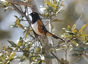 Beak of the Week: Eastern Towhee