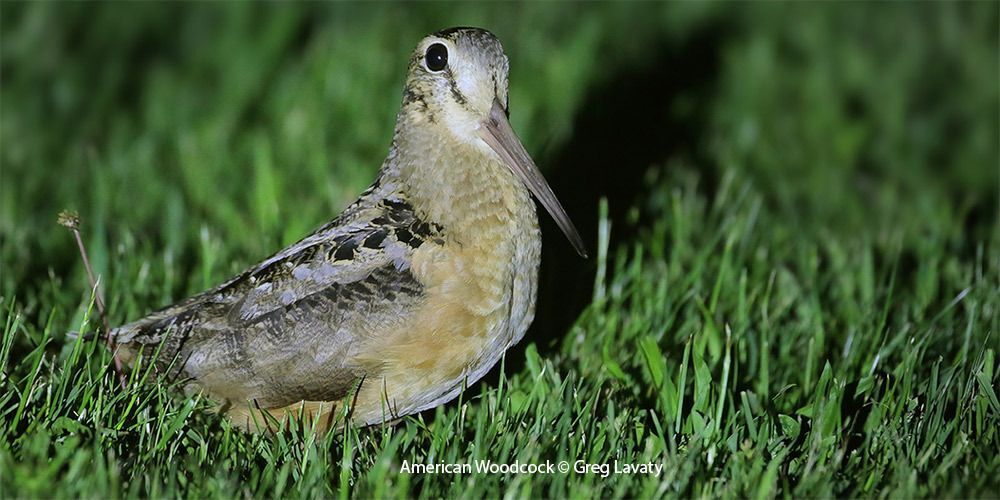 American Woodcock