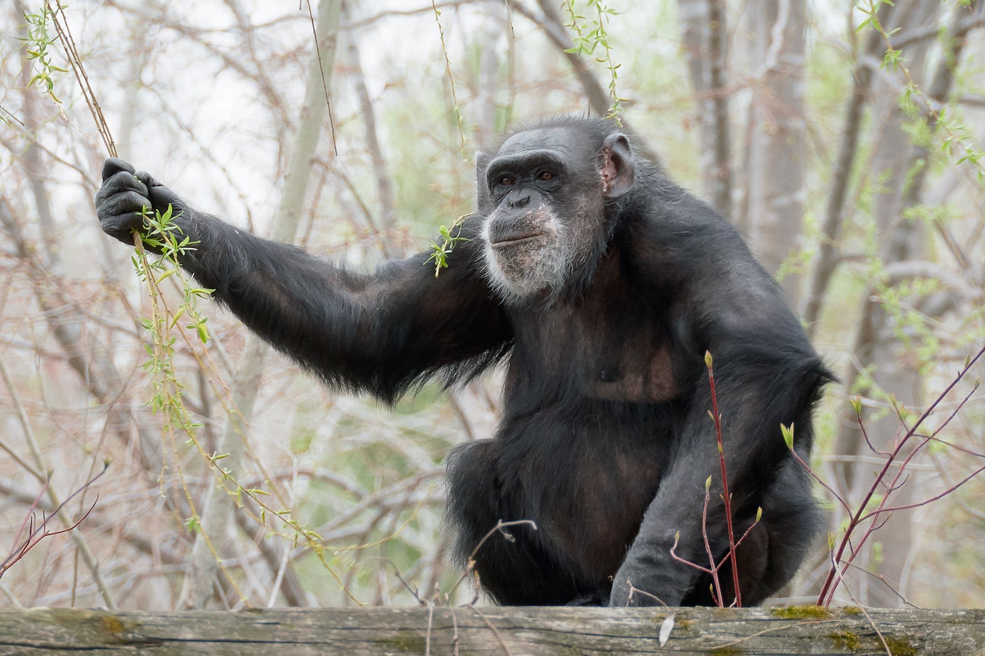 A chimpanzee 