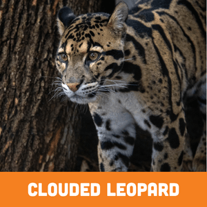 Clouded Leopard