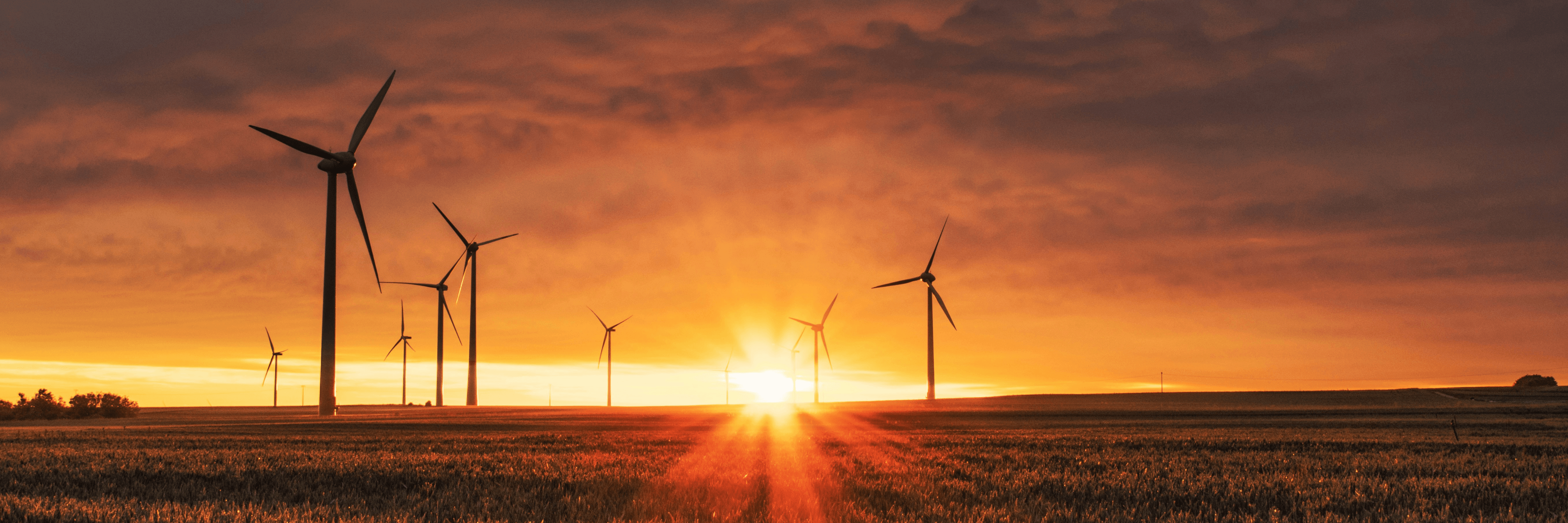 Field with wind turbines at sunset
