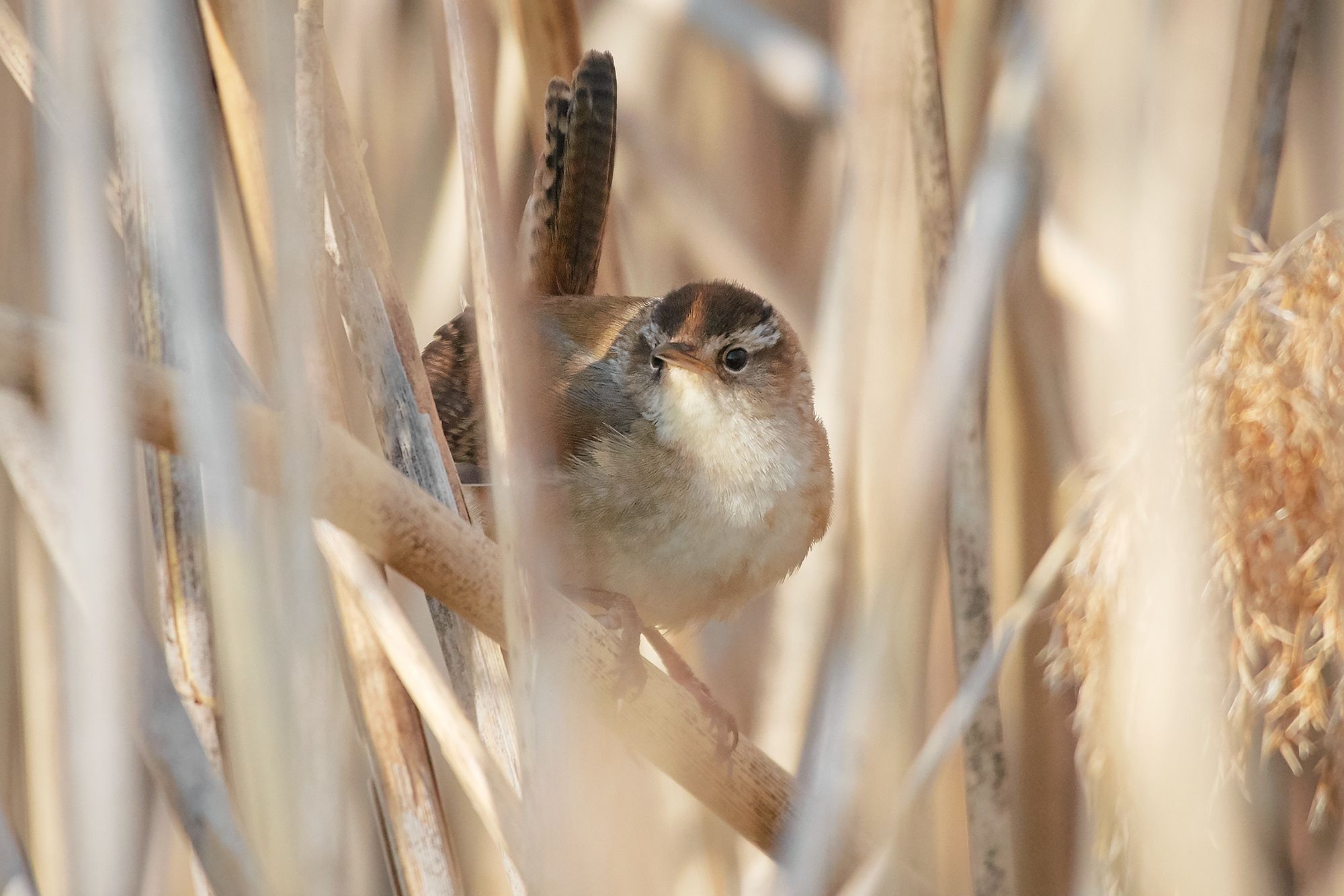 Marsh Wren