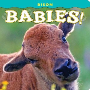 Bison Babies!  (board book)
