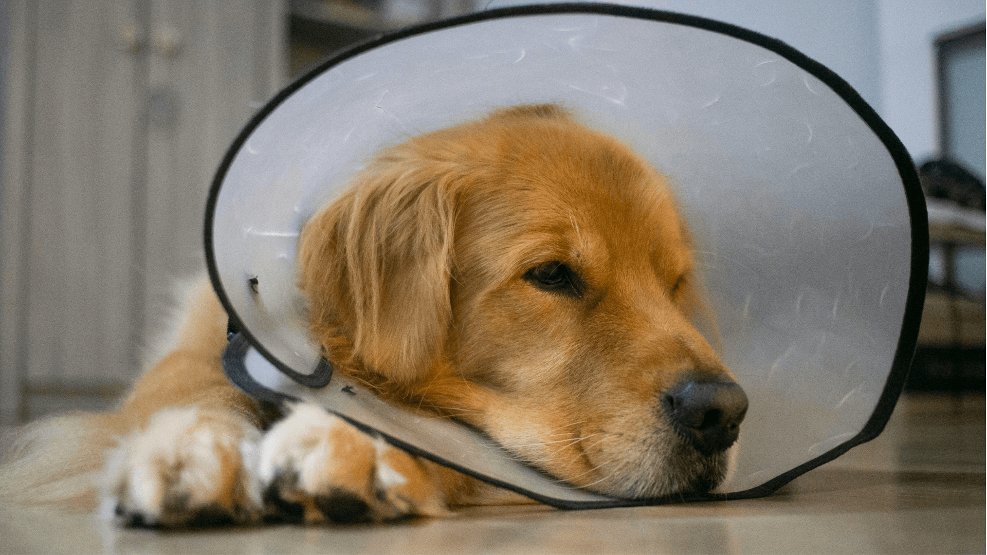 dog wearing an e-collar