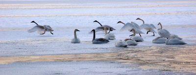 Cygnets spend their first winter with their parents