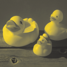 Ugly Ducklings: A National Campaign to Reduce Bullying and Harassment of LGBTQ Youth