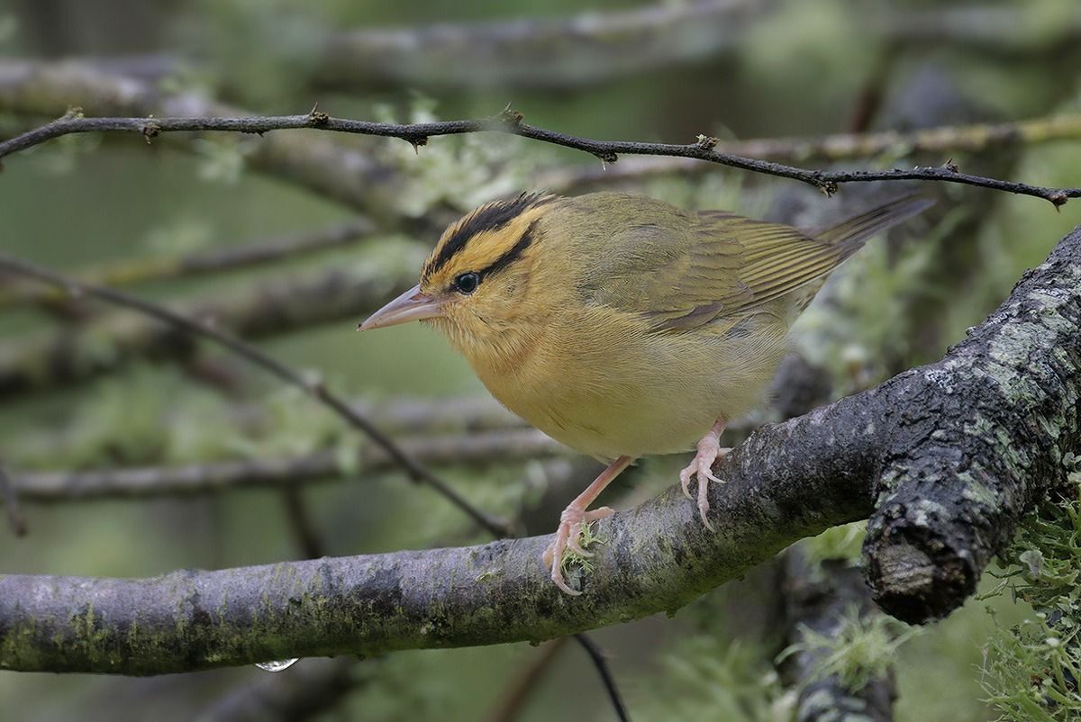 Worm-eating Warbler