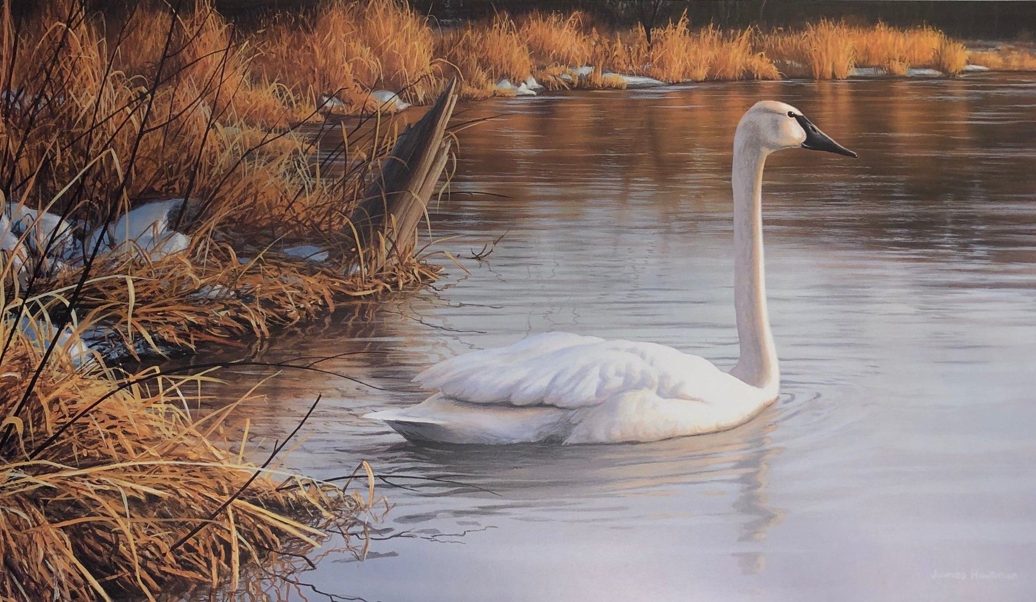 Spring Thaw - Trumpeter Swan, $40 