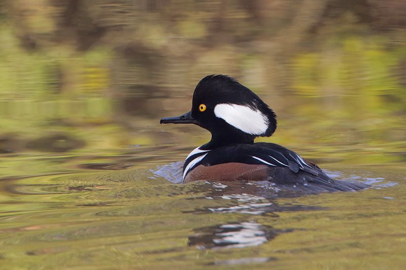 Hooded Merganser male