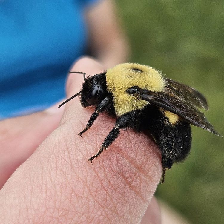 A close-up of a yellow and black bumblebee perched on a person's finger, with a blurred green and blue background.