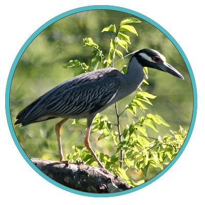 Houston Bird Week