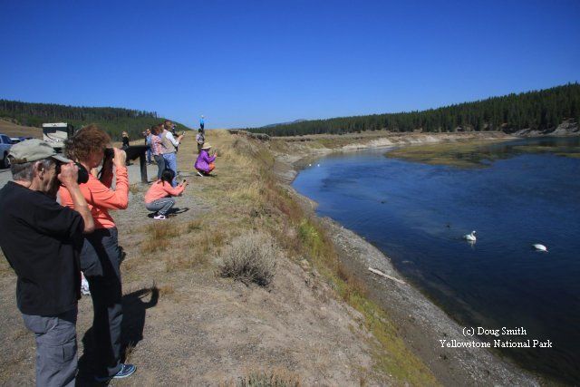 Why are Yellowstone’s Swans Disappearing?