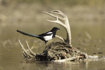 Photo of juvenile Black-billed magpie sitting on deer skull and antlers, by Joshua Pelta Heller.