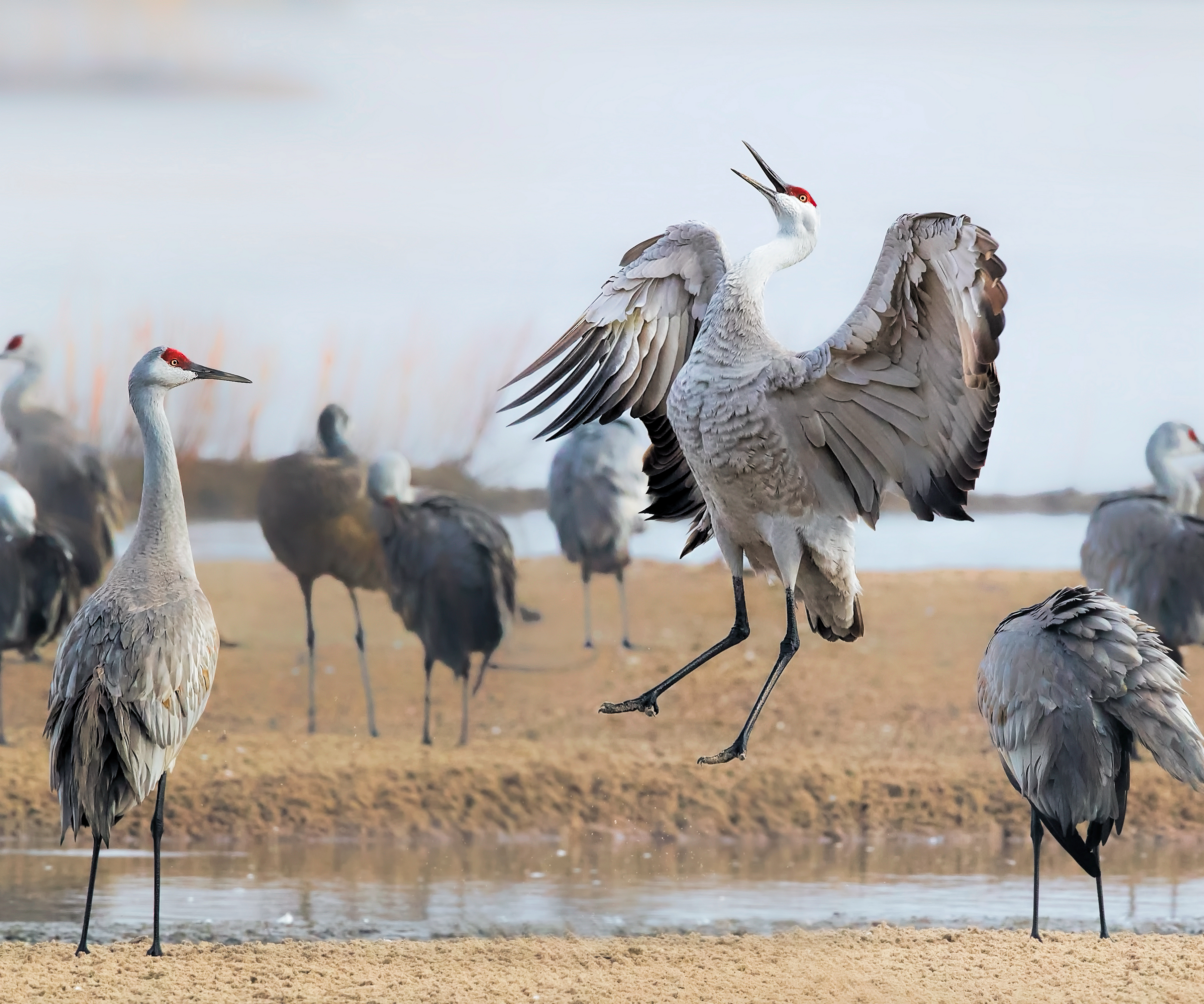 CE: Audubon's Nebraska Crane Festival 2019
