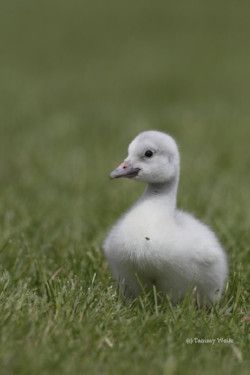 Your gift to The Trumpeter Swan Society will secure the long term future of Trumpeter Swans and their families