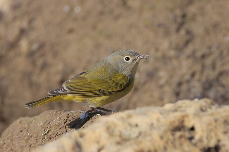 Nashville Warbler